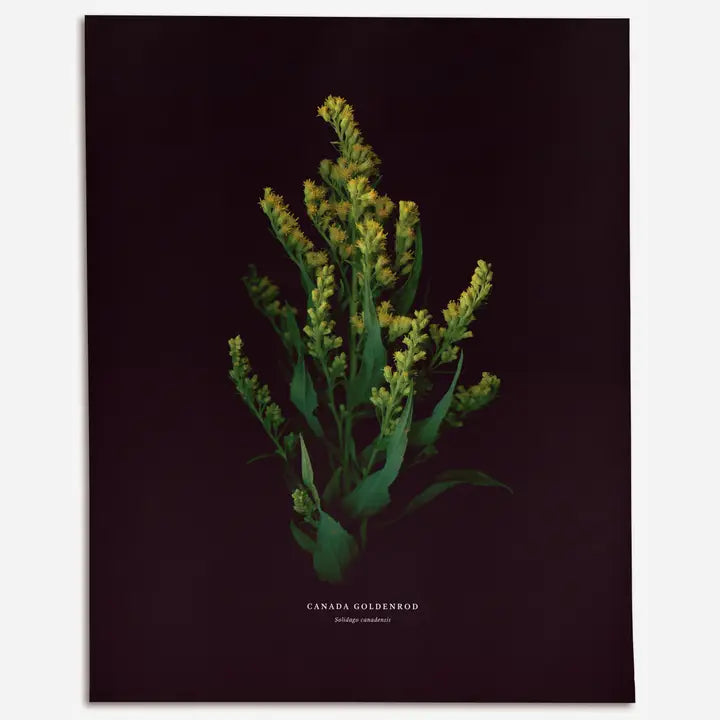 Canada Goldenrod (Solidago Canadensis) - Art Print