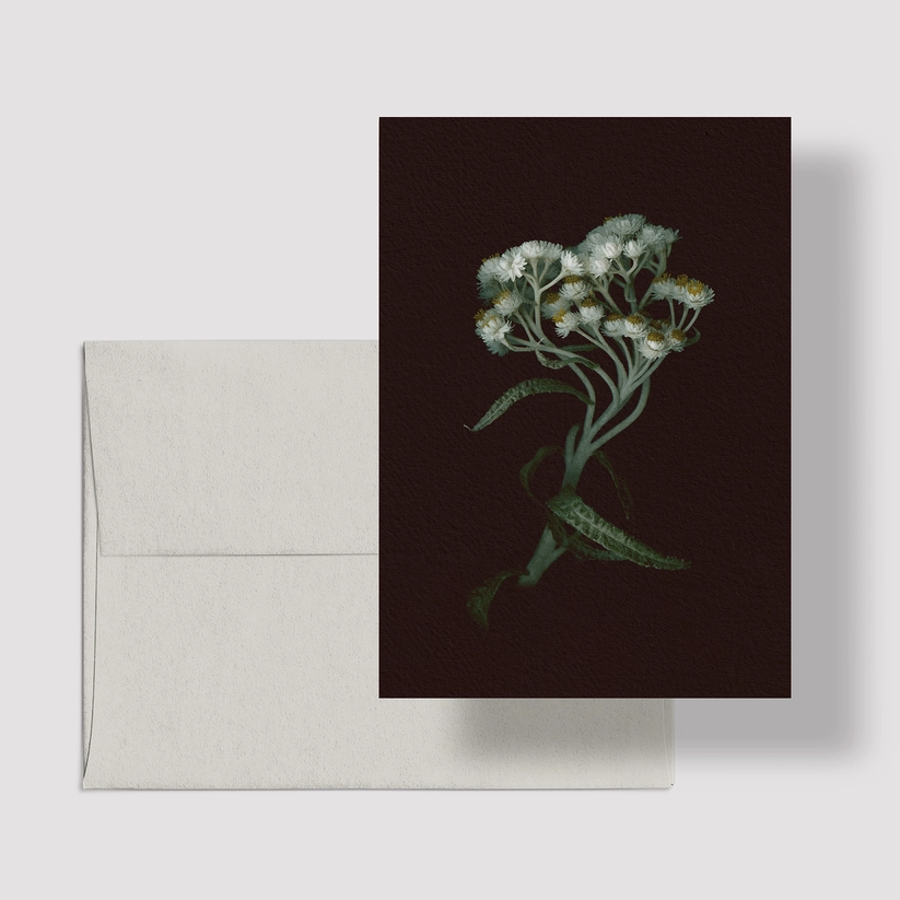 Greeting Card / Pearly Everlasting