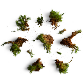 Tisane inuit - Genévrier (Qisiqtutauyak) Délices du Nord