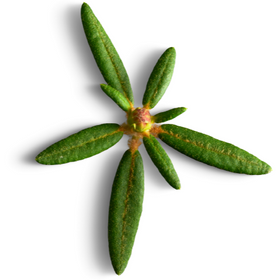 Tisane inuit - Thé du labrador (Mamaittuqutik)