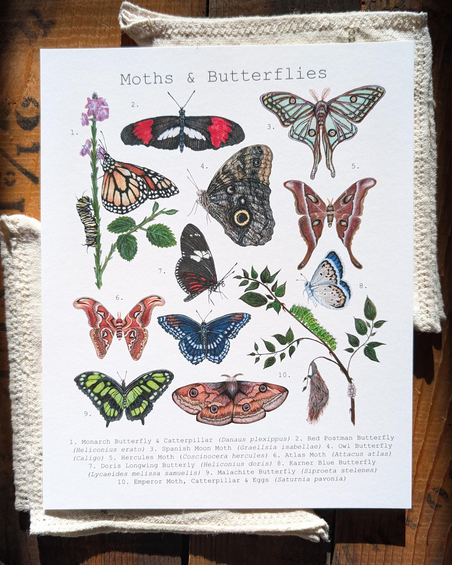 Impression, Papillons de nuit et papillons