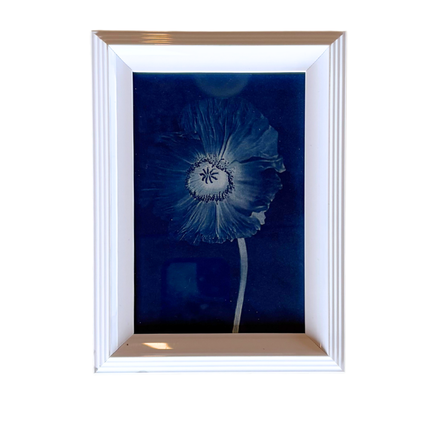 Cyanotype Framed prints
