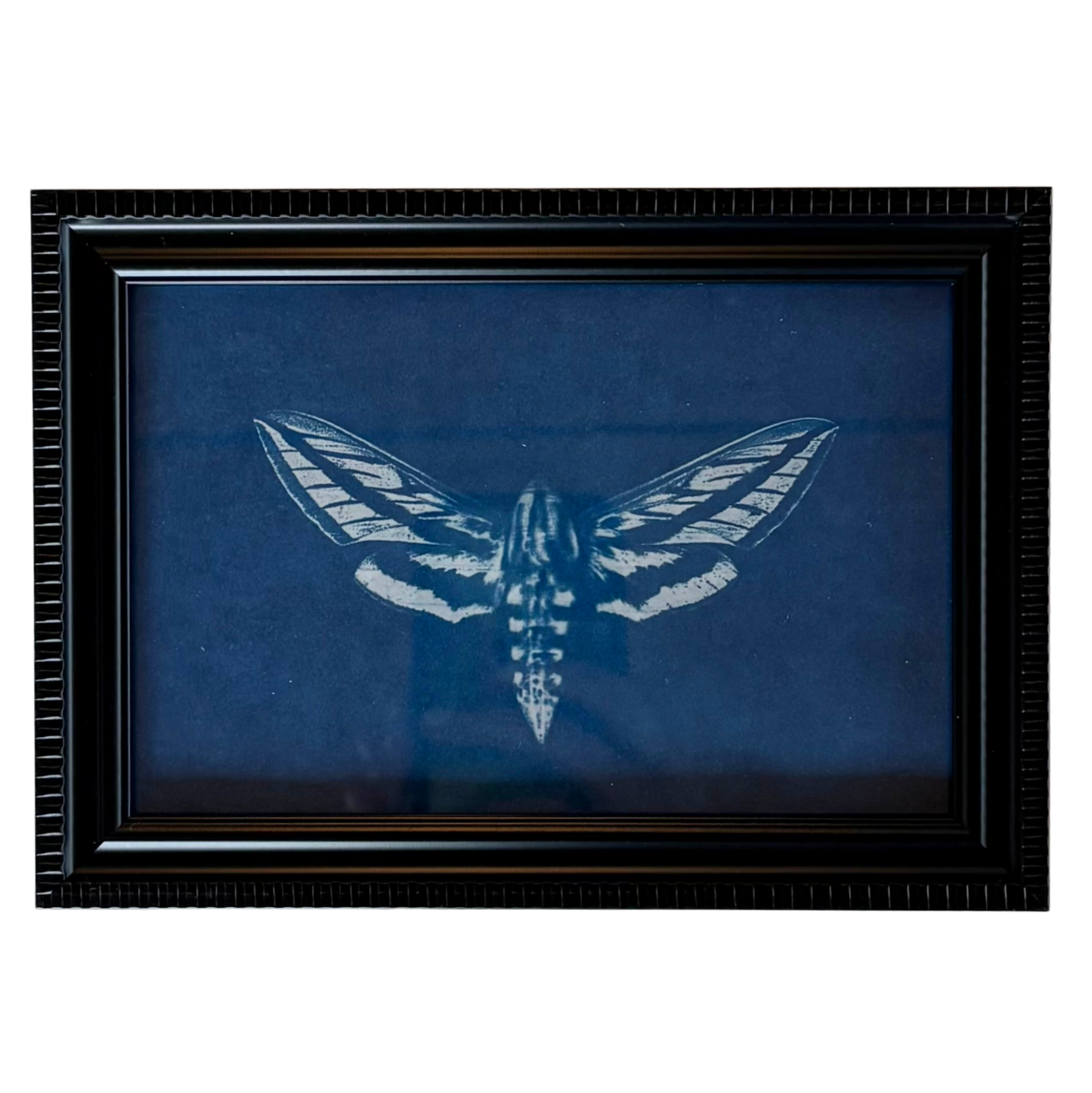 Cyanotype Framed prints