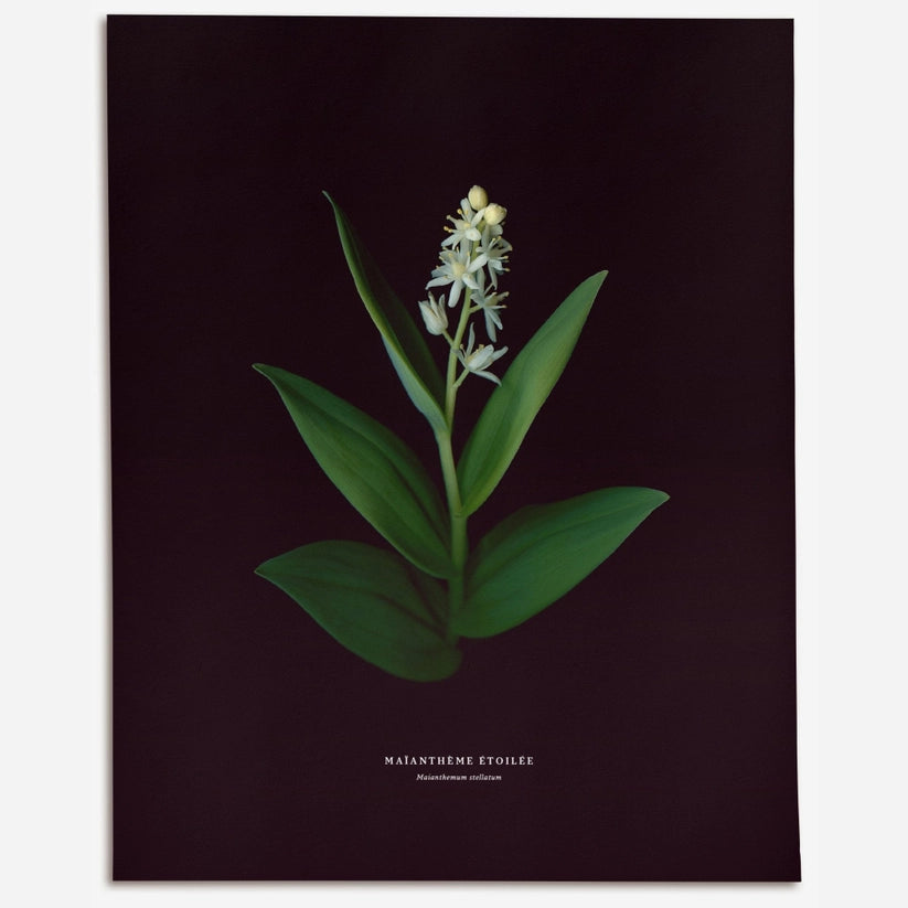 Starflower – No.2 (Maianthemum Stellatum) - Art Print