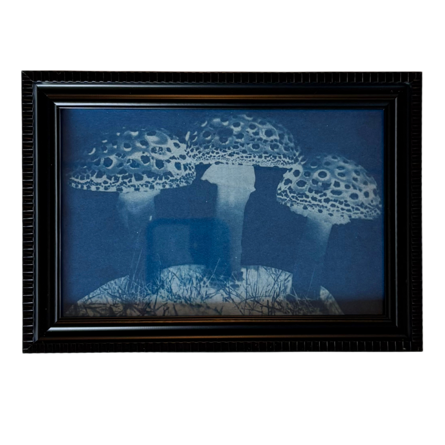 Cyanotype Framed prints