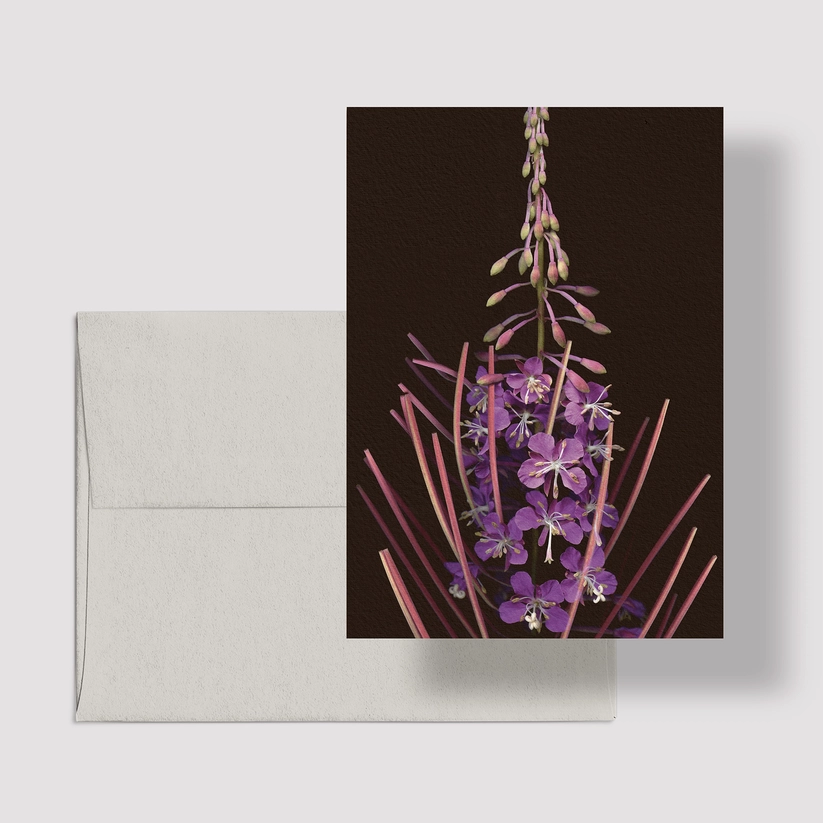 Greeting Card / L'épilobe