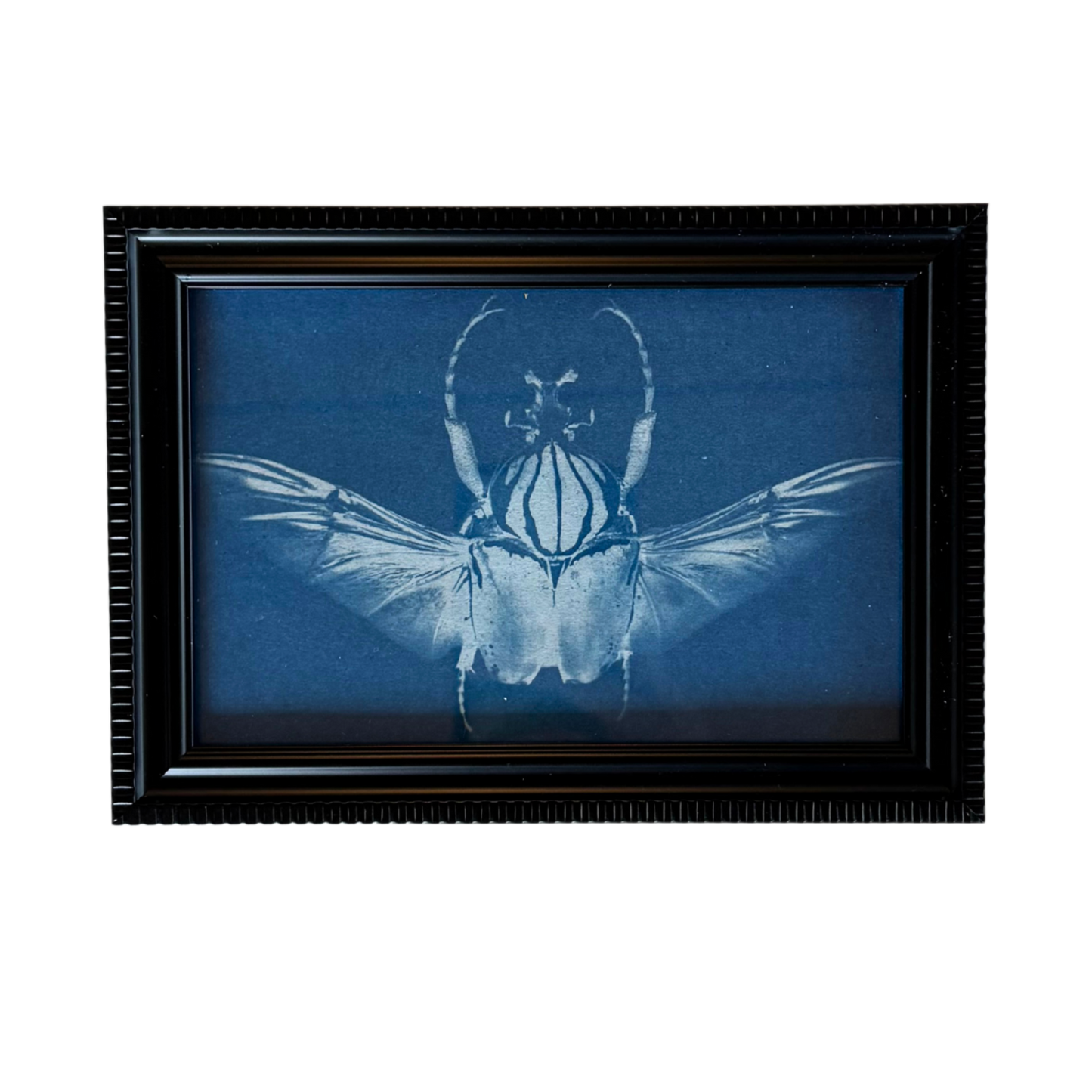 Cyanotype Framed prints