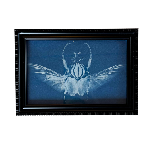 Cyanotype Framed prints