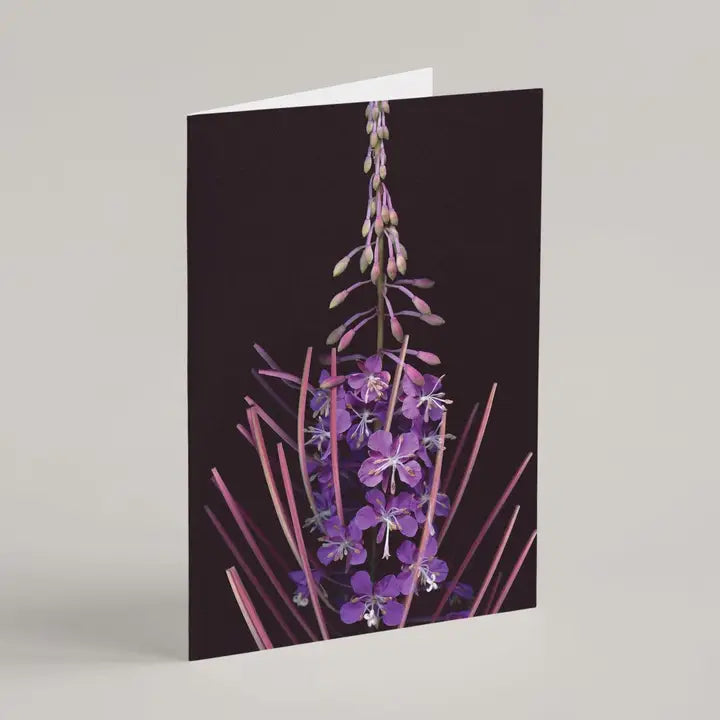 Greeting Card / L'épilobe