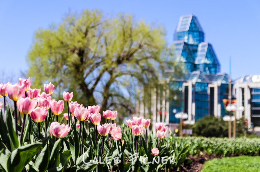Tulipes roses devant le musée des beaux-arts du Canada