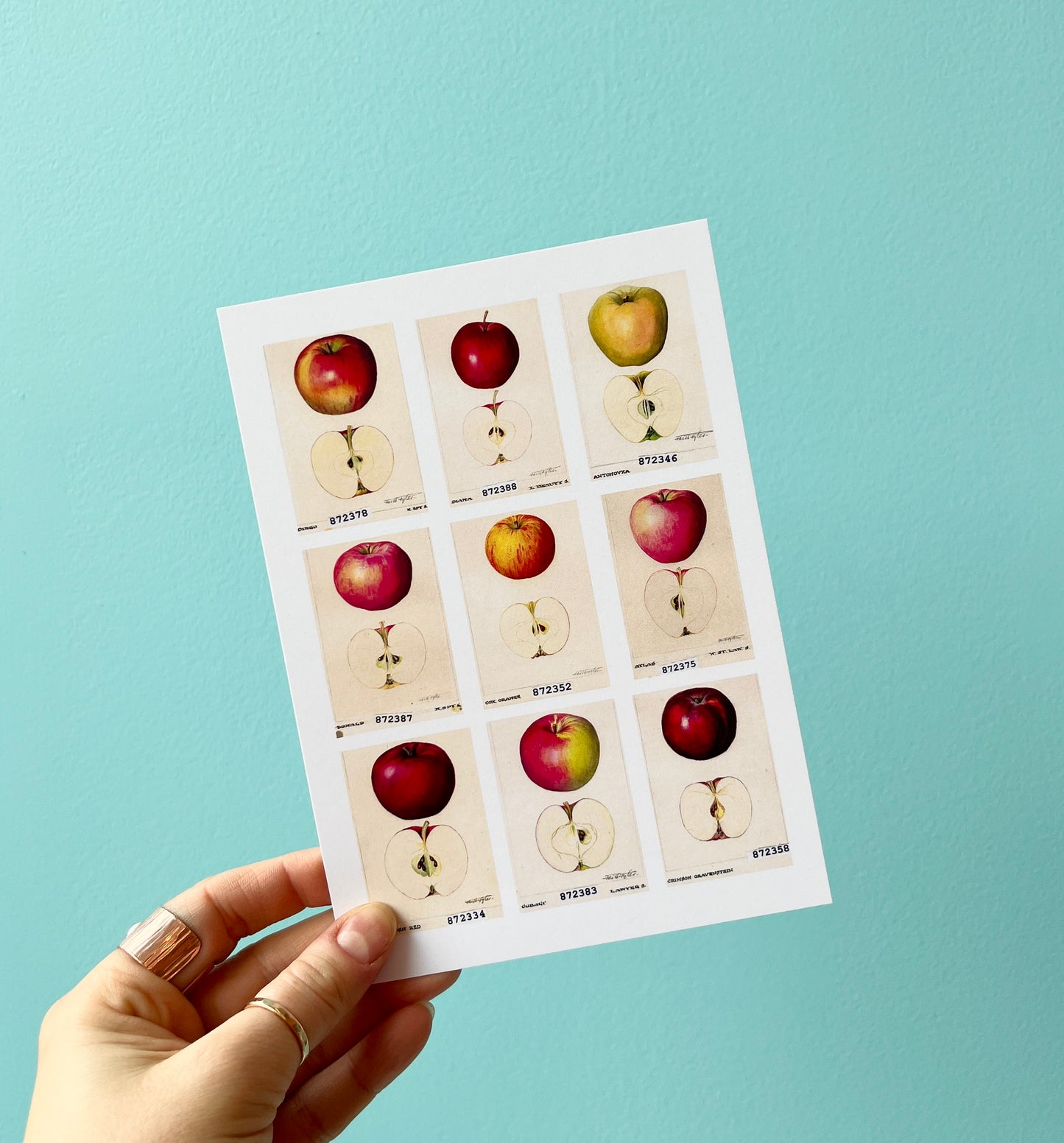 Faith Fyles: In Full Bloom | Apple Postcard