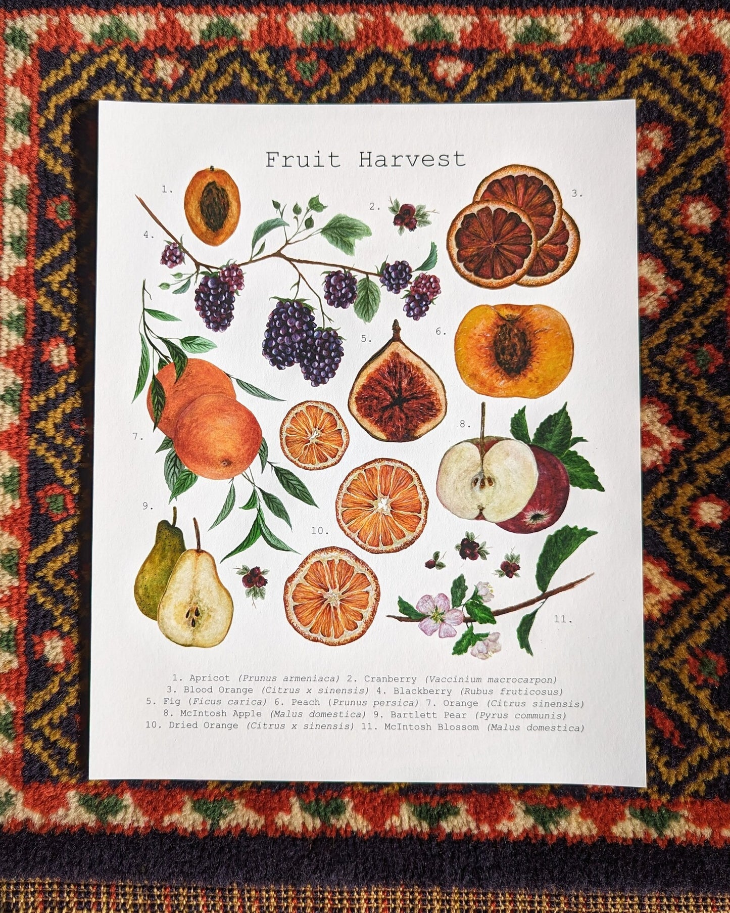 Fruit Harvest Art Print