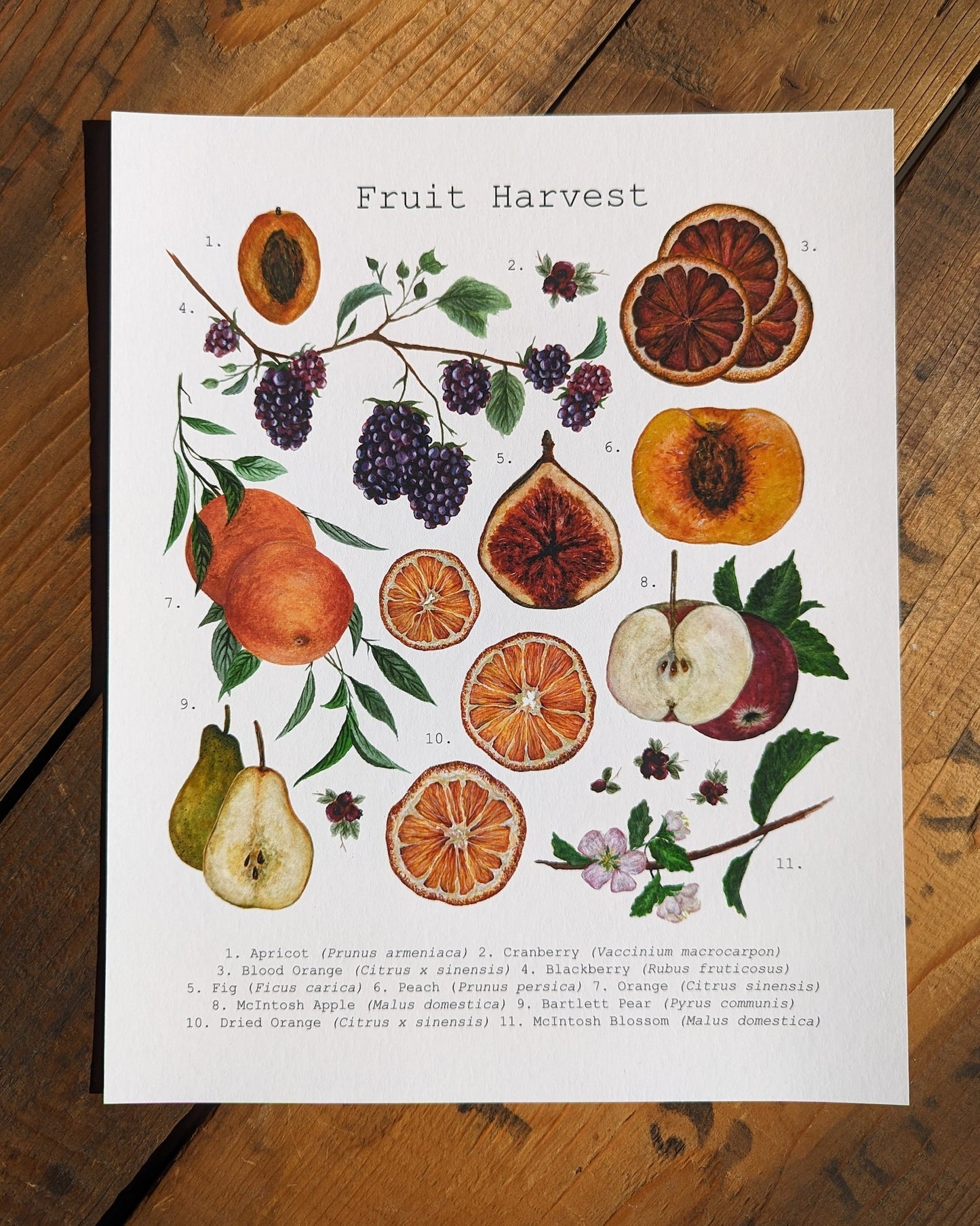 Fruit Harvest Art Print