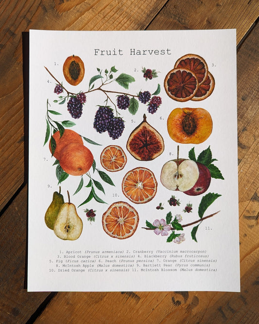 Fruit Harvest Art Print