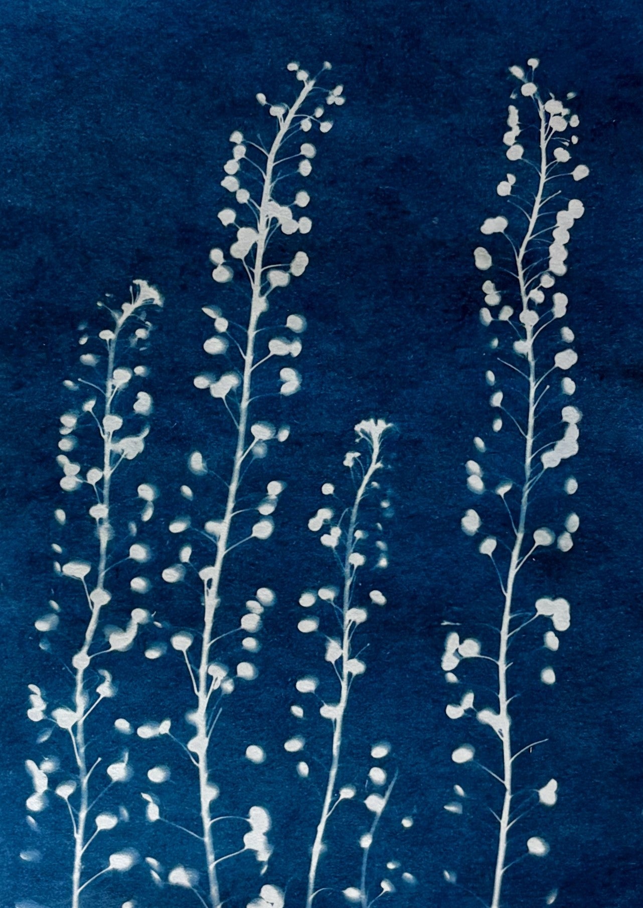 Cyanotype Prints