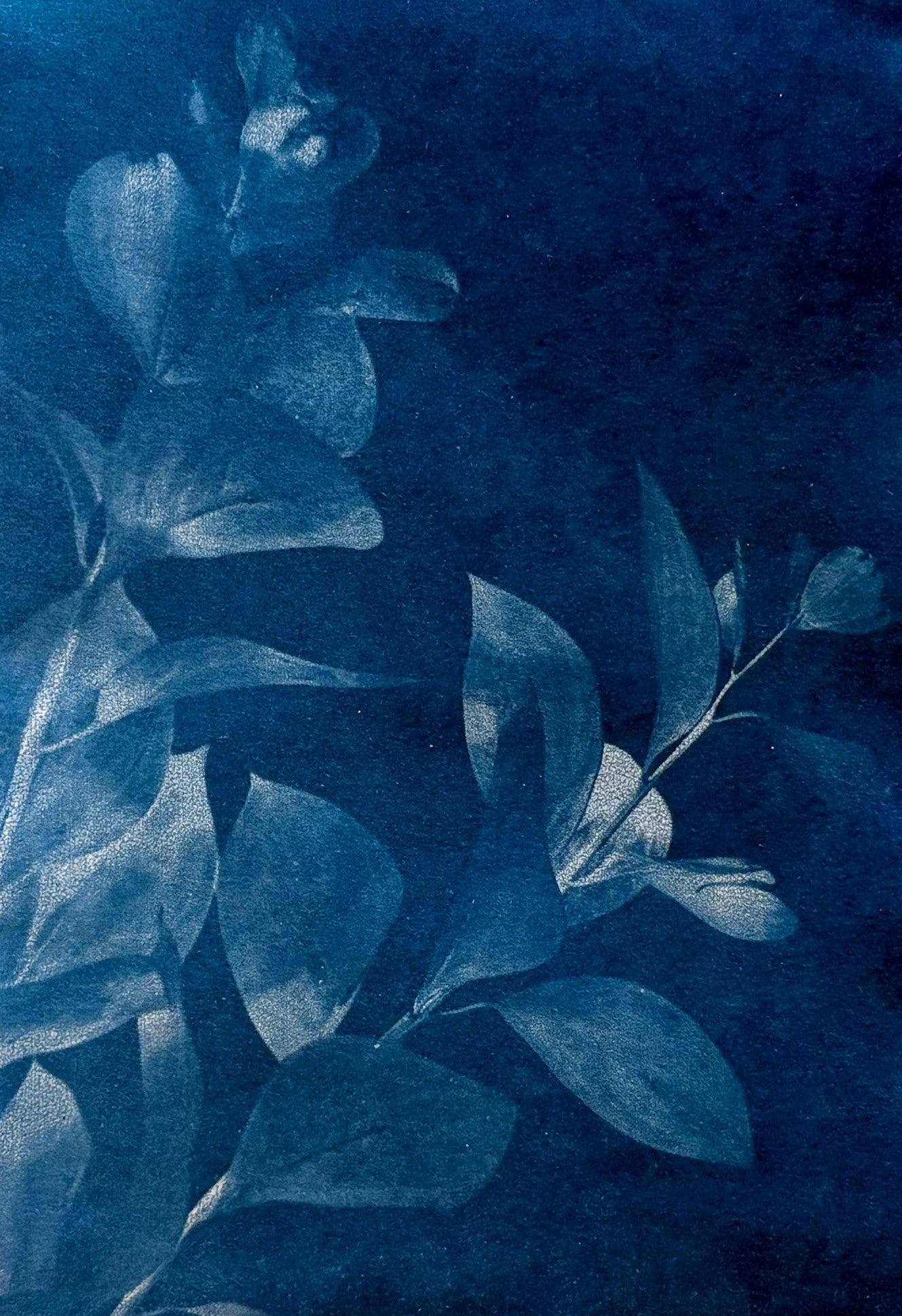 Cyanotype Prints