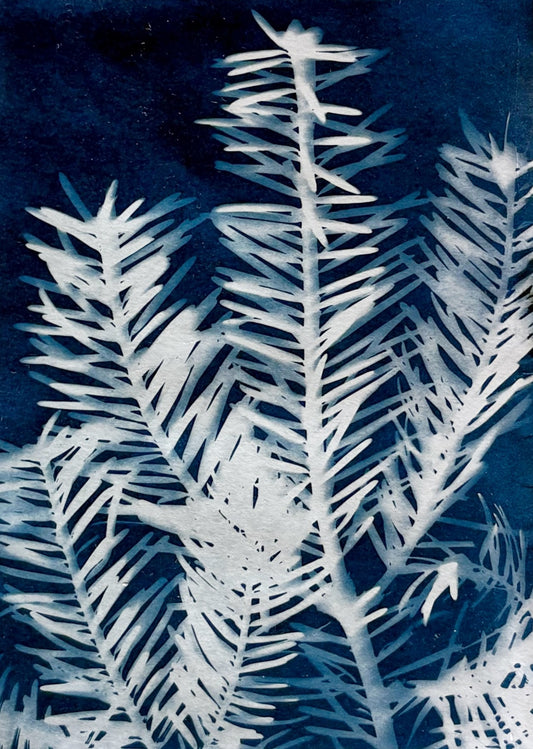 Cyanotype Prints