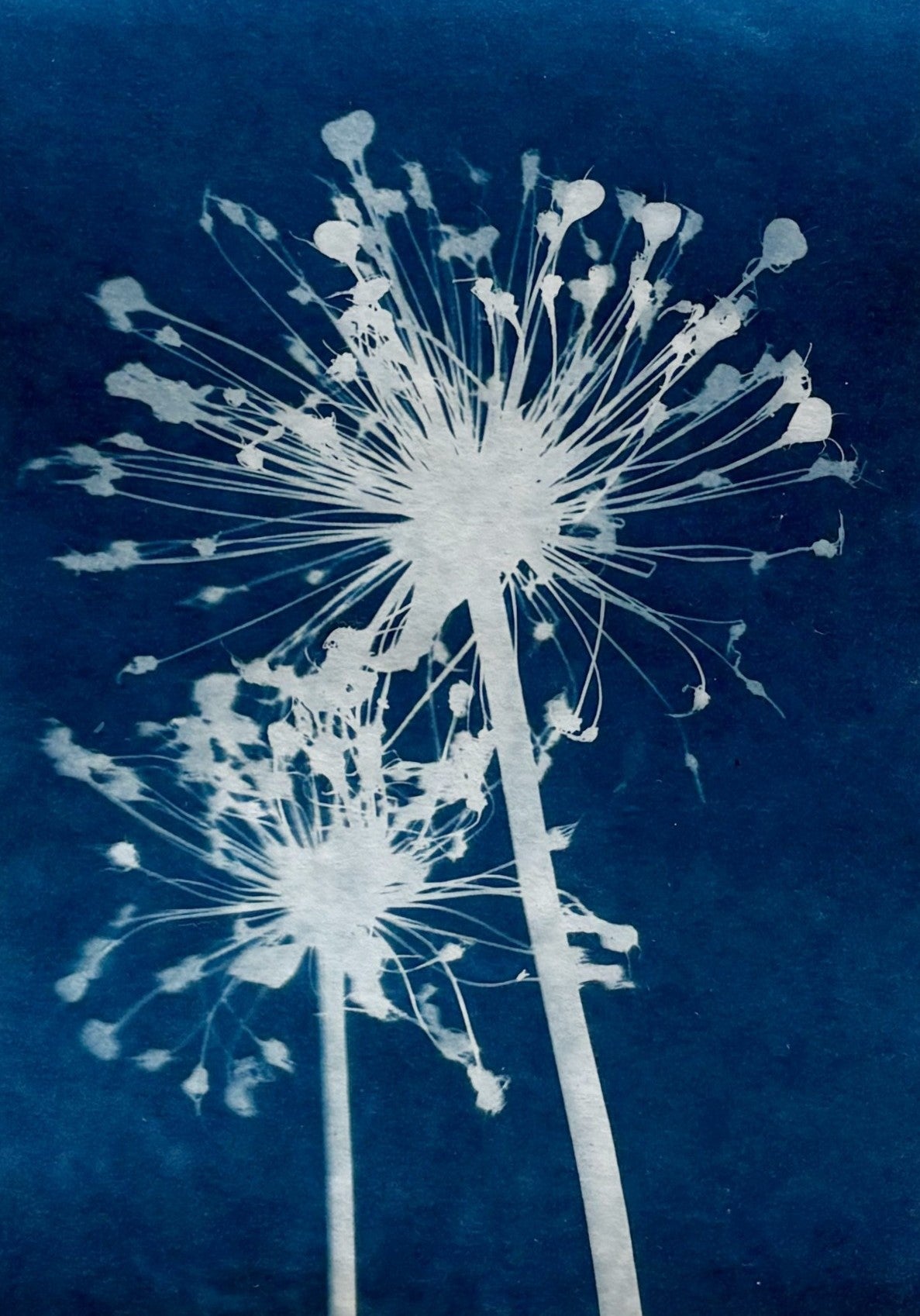 Cyanotype Prints