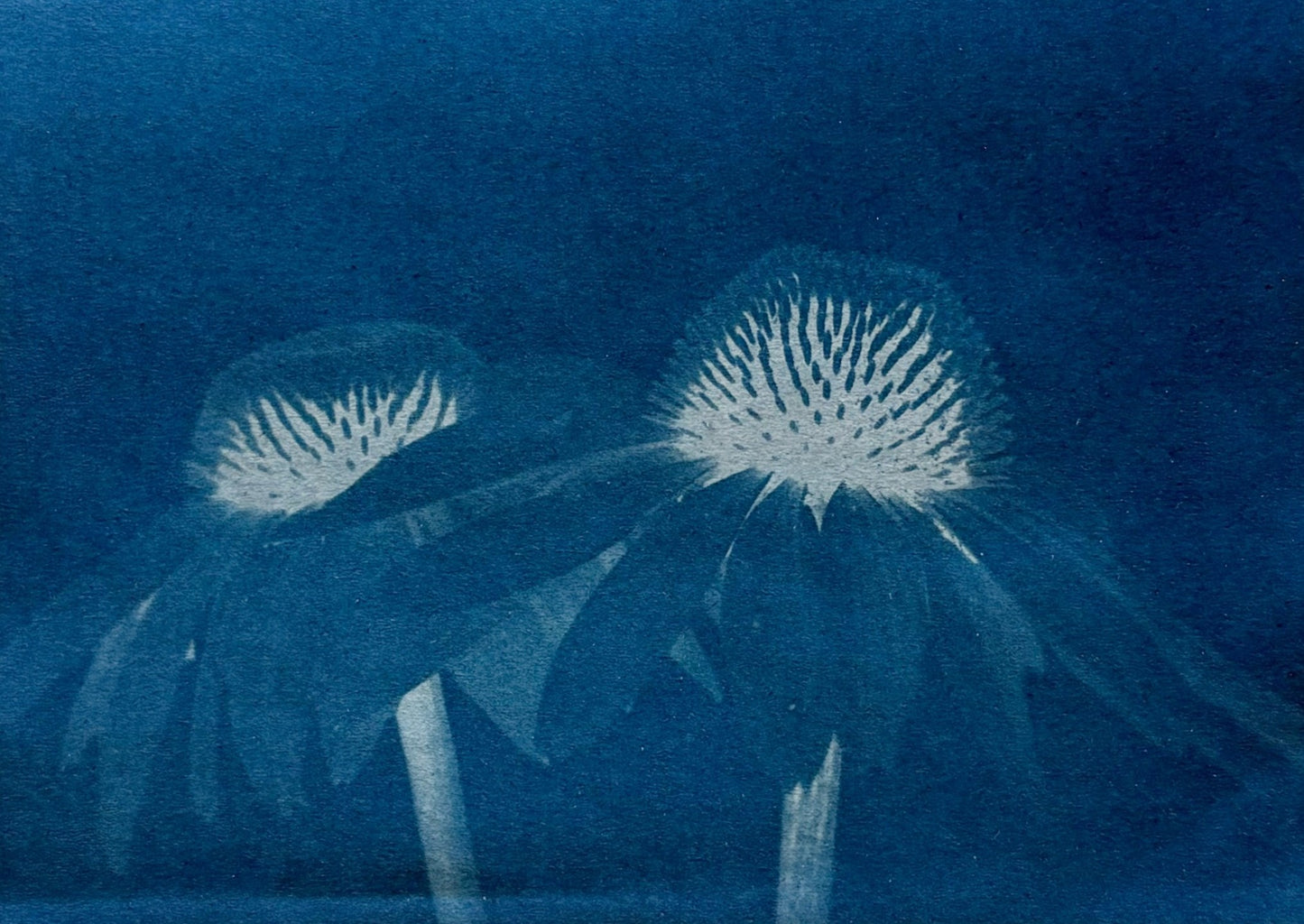 Cyanotype Prints