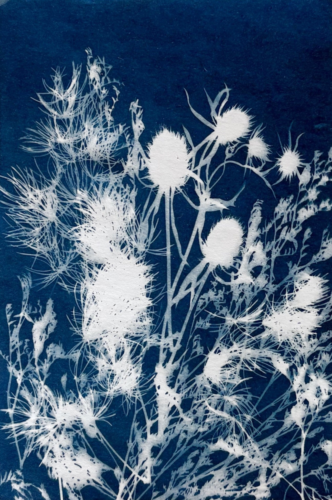 Cyanotype Prints