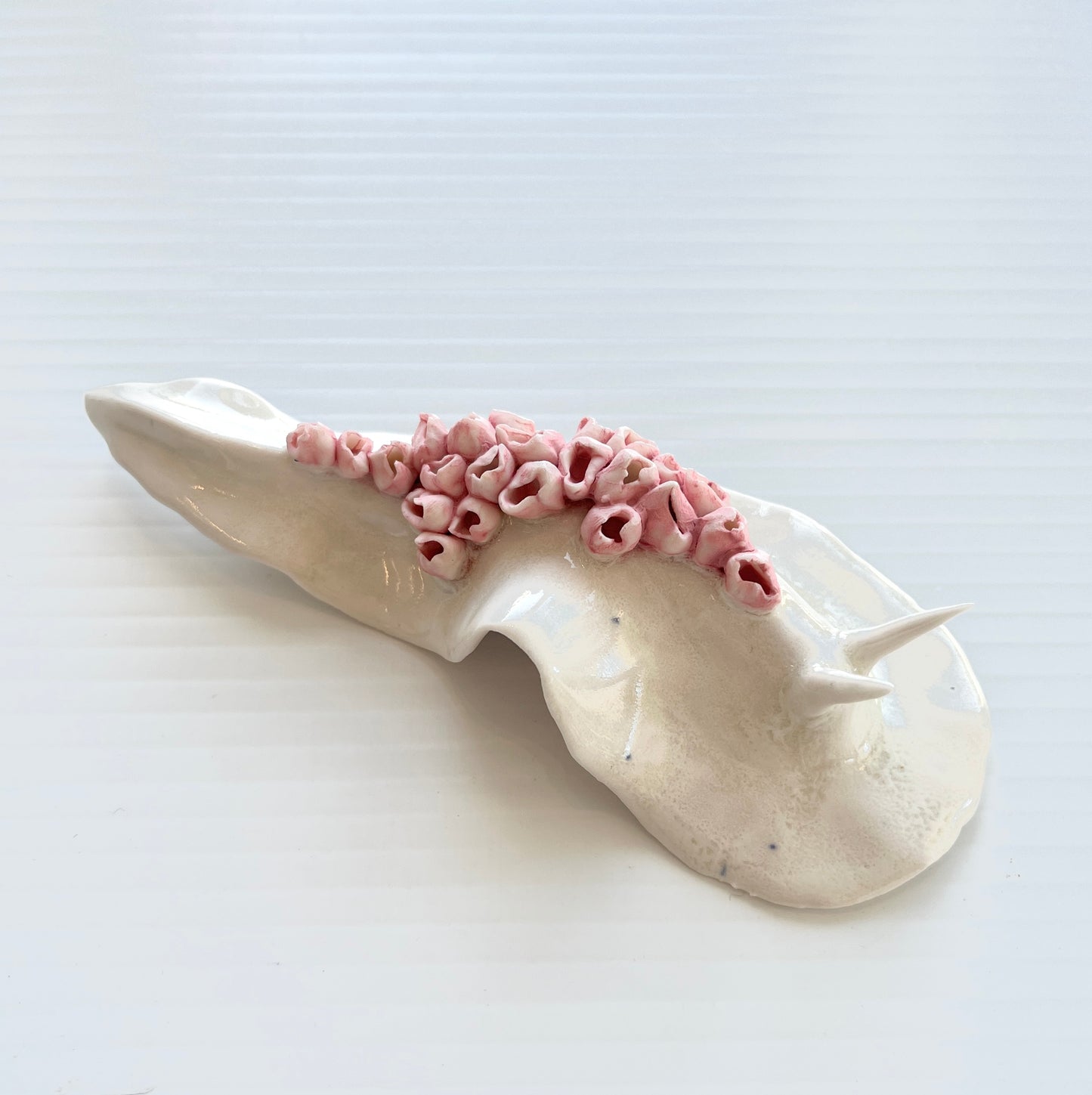 Cynthia O'Brien Slugs (Nudibranchs)