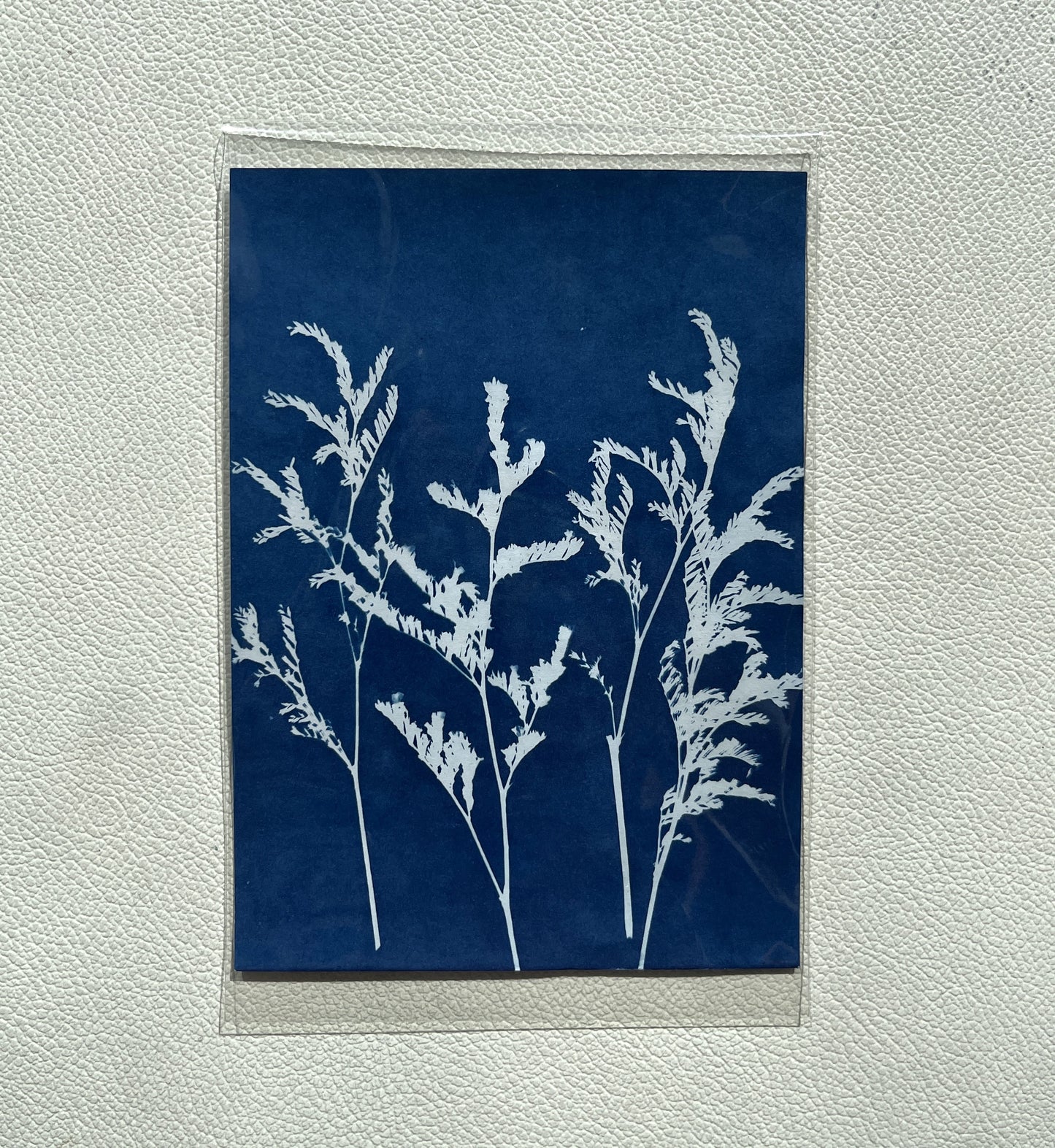Cyanotype Prints