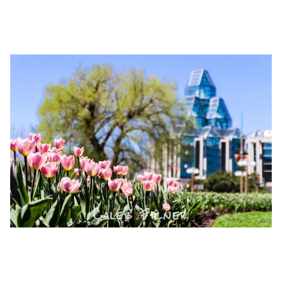 Tulipes roses devant le musée des beaux-arts du Canada