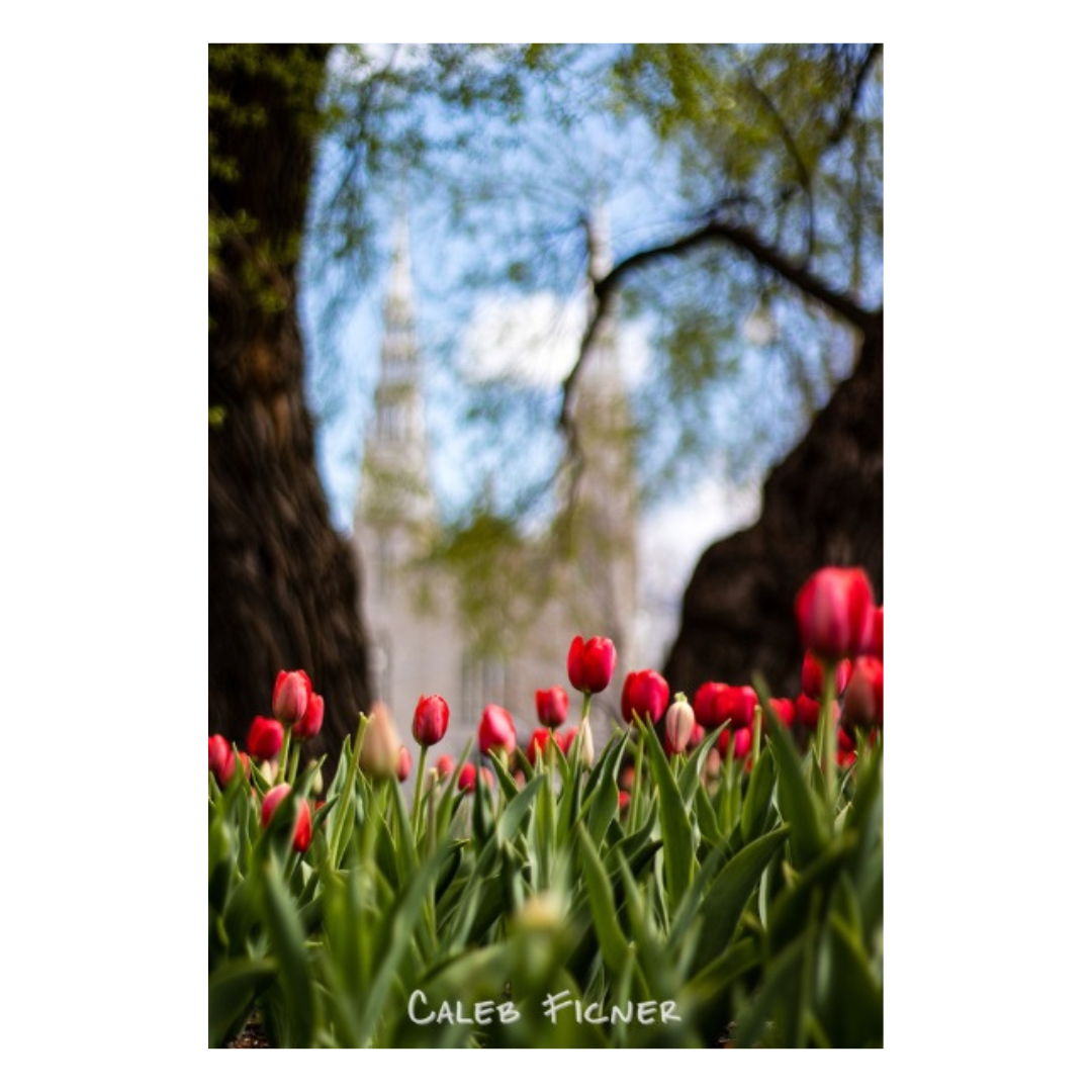 Carte tulipes rouges devant la basilique-cathédrale Notre-Dame d’Ottawa,