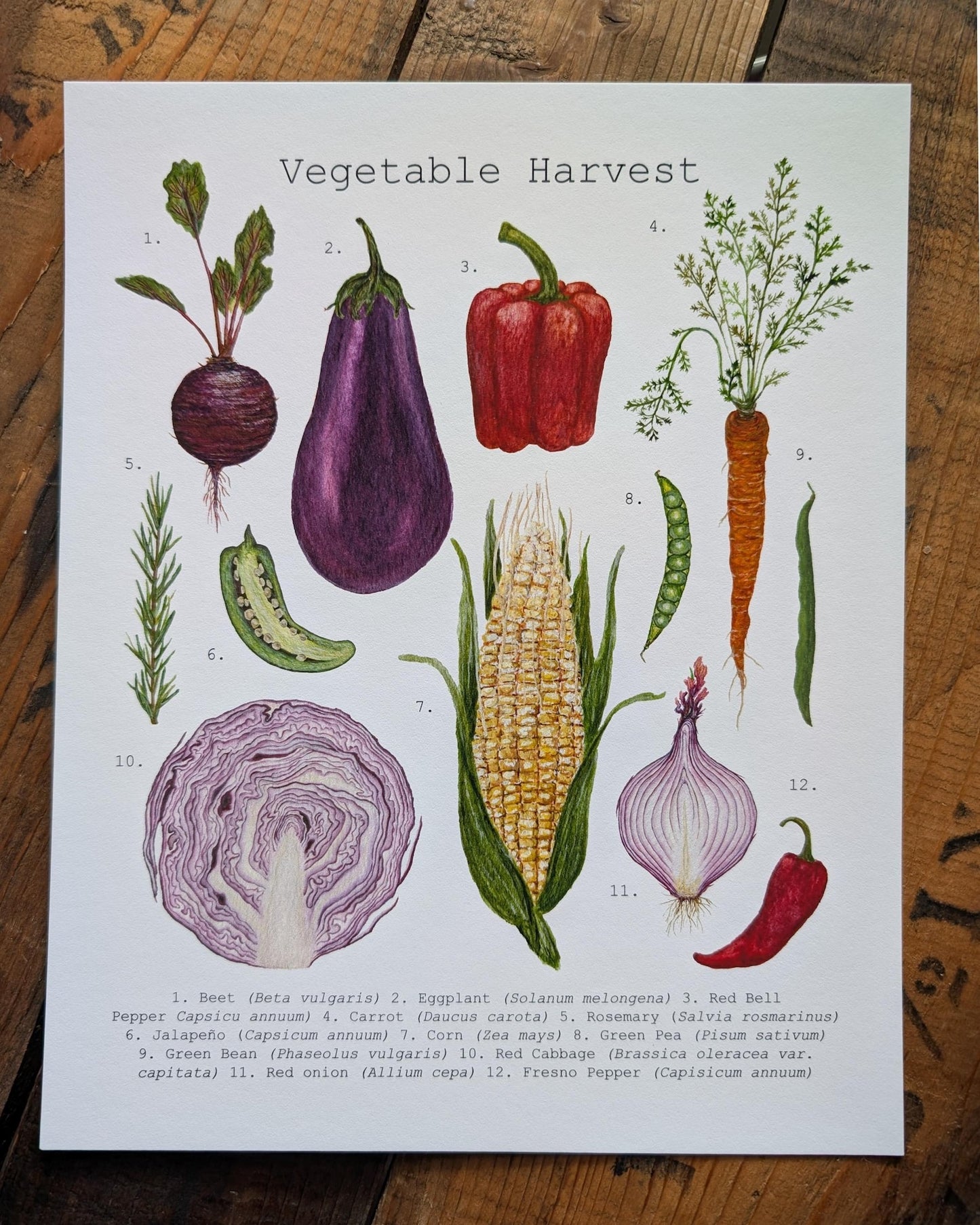 Illustration, vegetable harvest