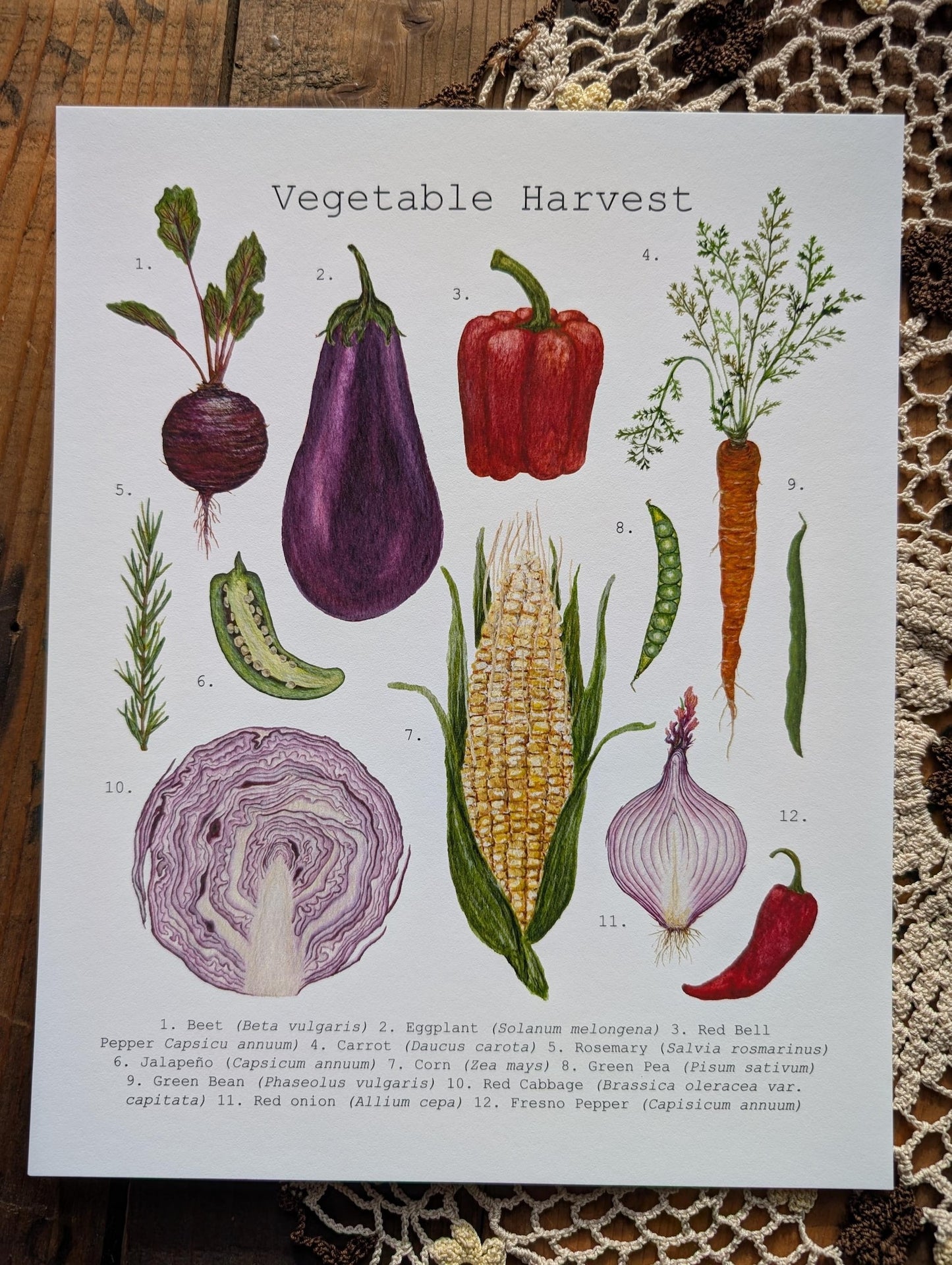 Illustration, vegetable harvest