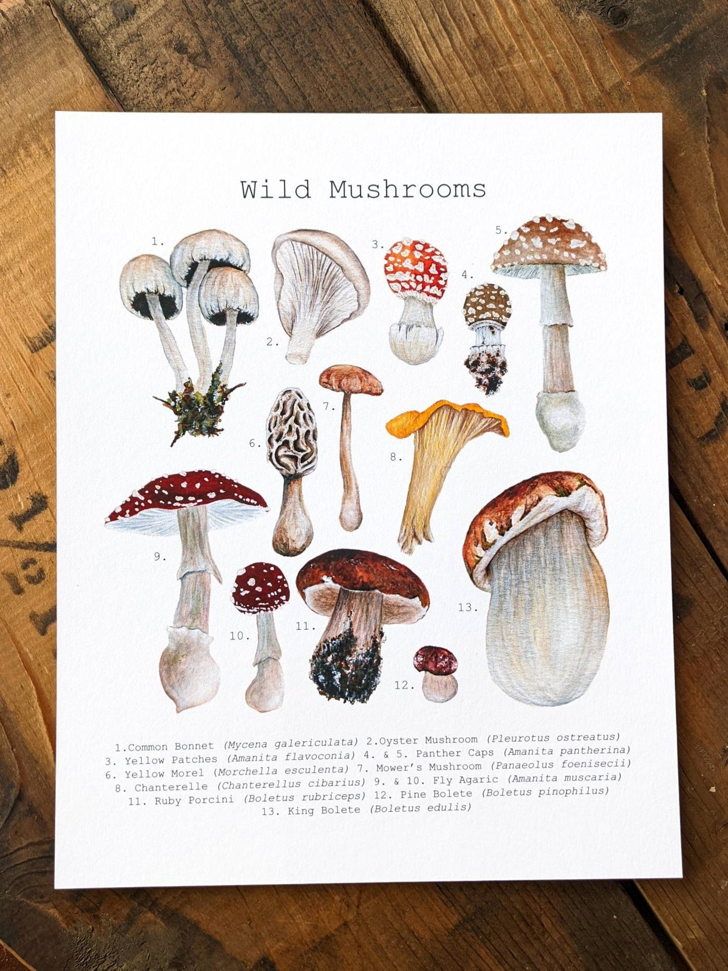 Wild Mushrooms Art Print