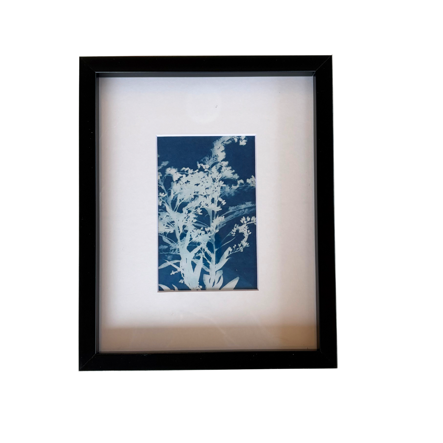 Cyanotype Framed prints