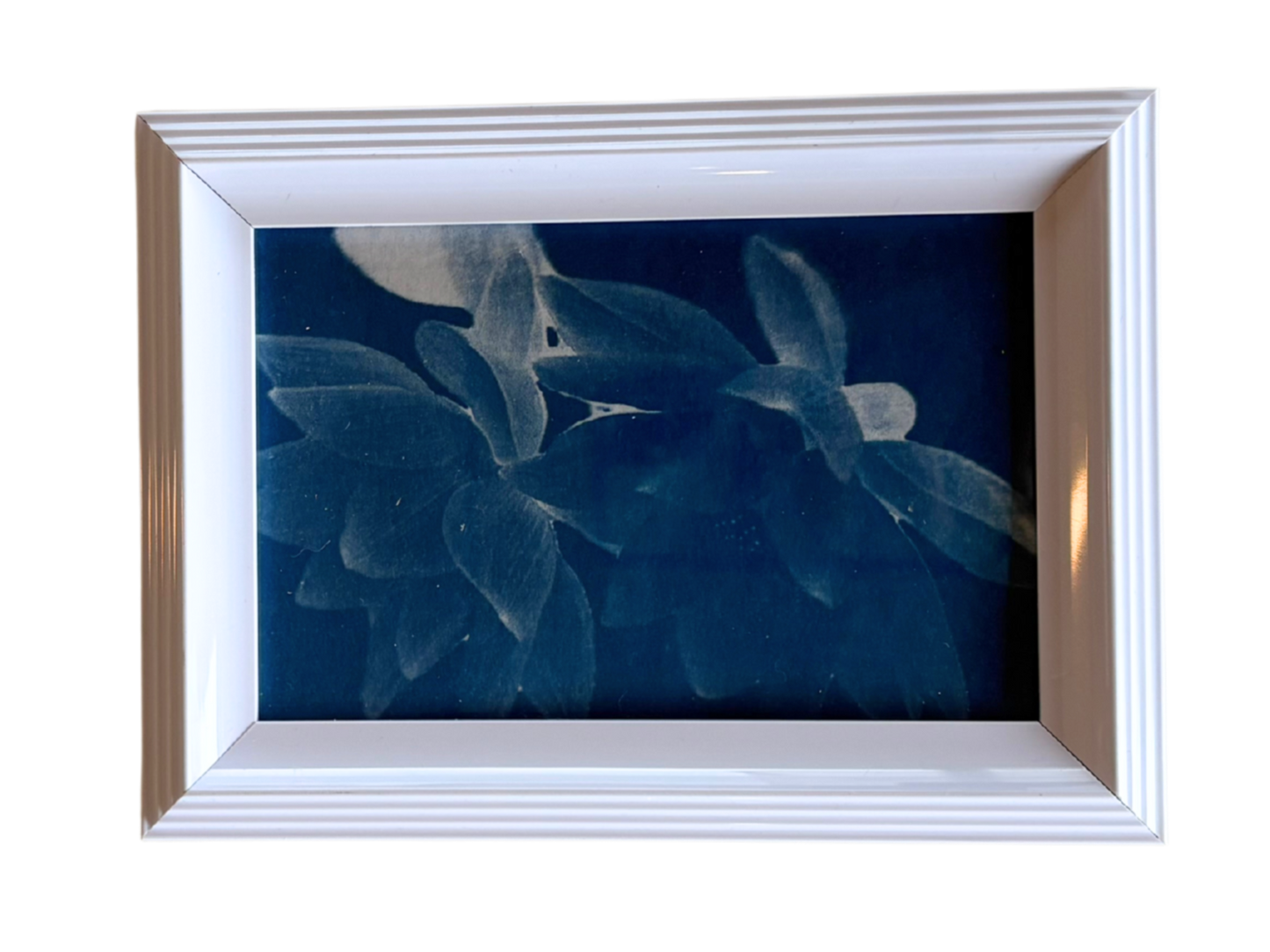 Cyanotype Framed prints