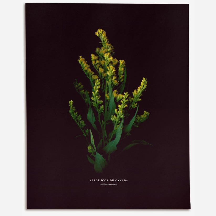 Canada Goldenrod (Solidago Canadensis) - Art Print