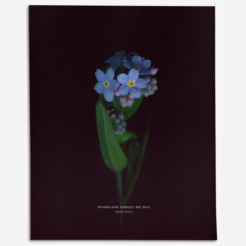 Myosotis Des Bois (Myosotis Sylvatica)