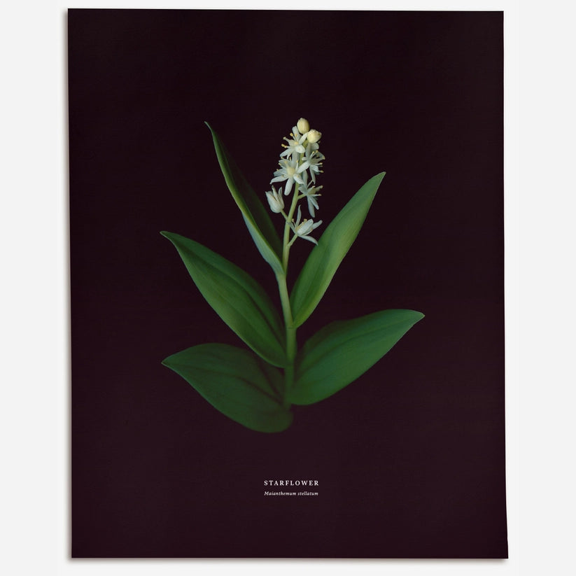 Starflower – No.2 (Maianthemum Stellatum) - Art Print