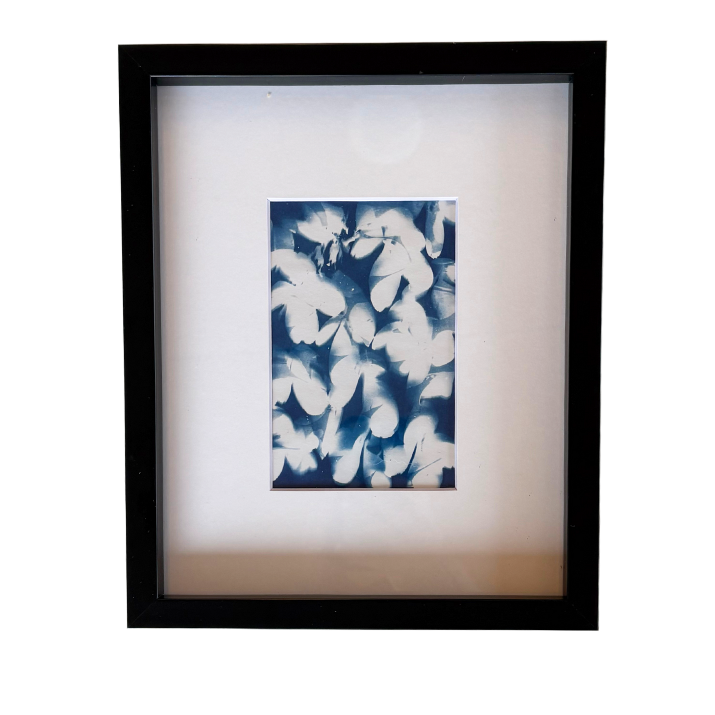 Cyanotype Framed prints