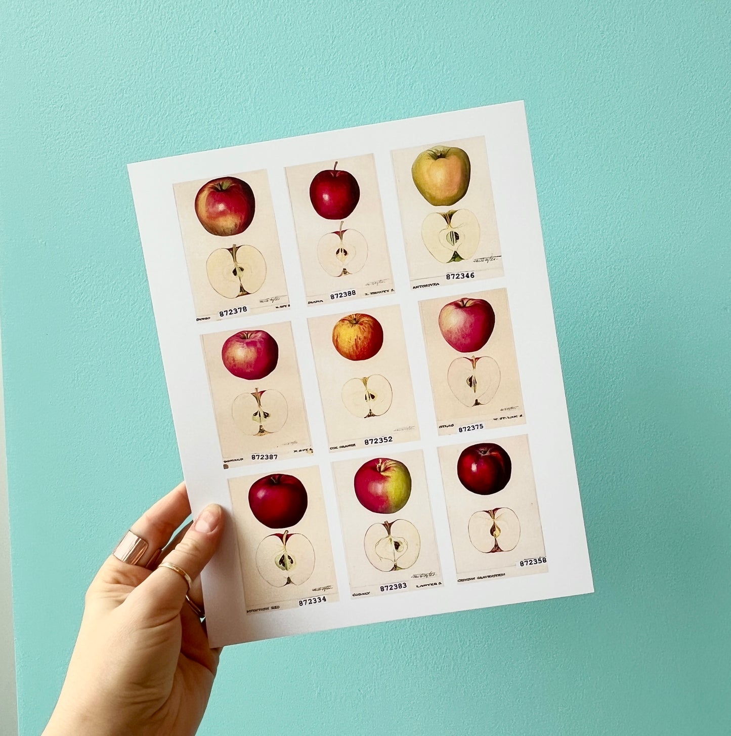 Faith Fyles: In Full Bloom | Apple Print