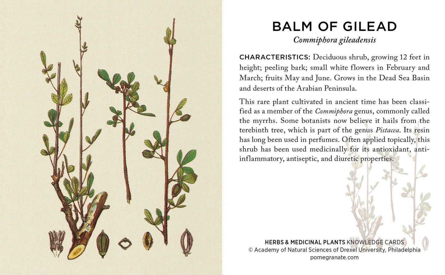 Herbs & Medicinal Plants Knowledge Cards