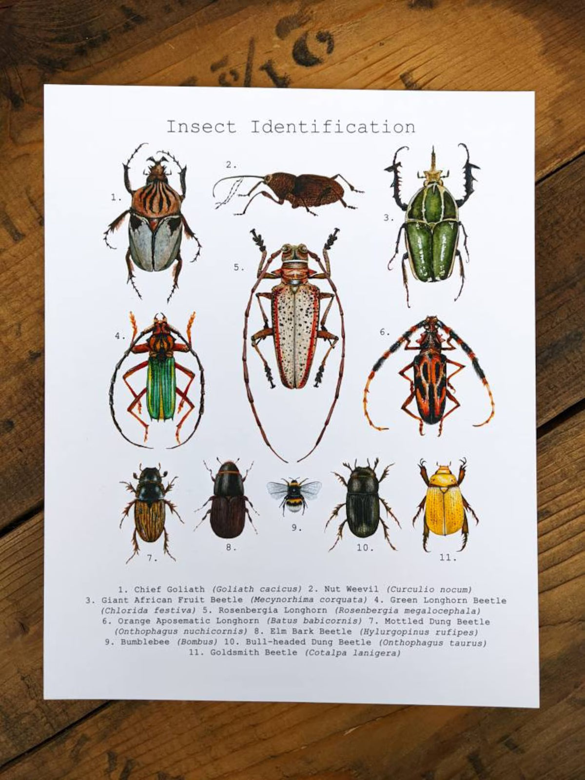 Paper Insects Identifer Insect Identification Art Print – boutique OAG Shop