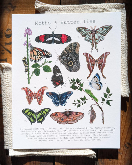 Impression, Papillons de nuit et papillons