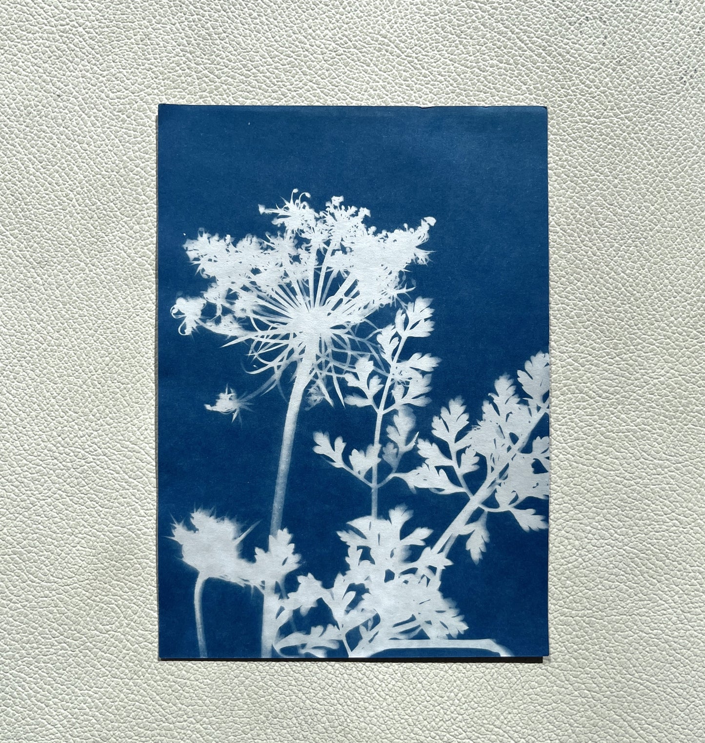 Cyanotype Prints