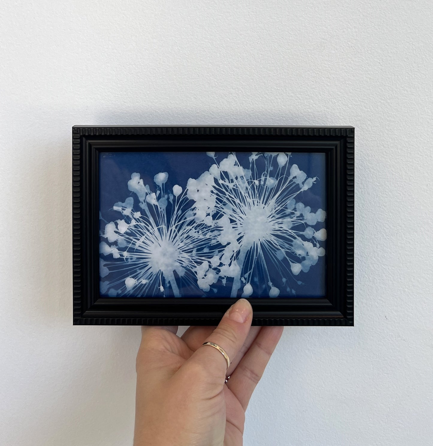 Cyanotype Framed prints