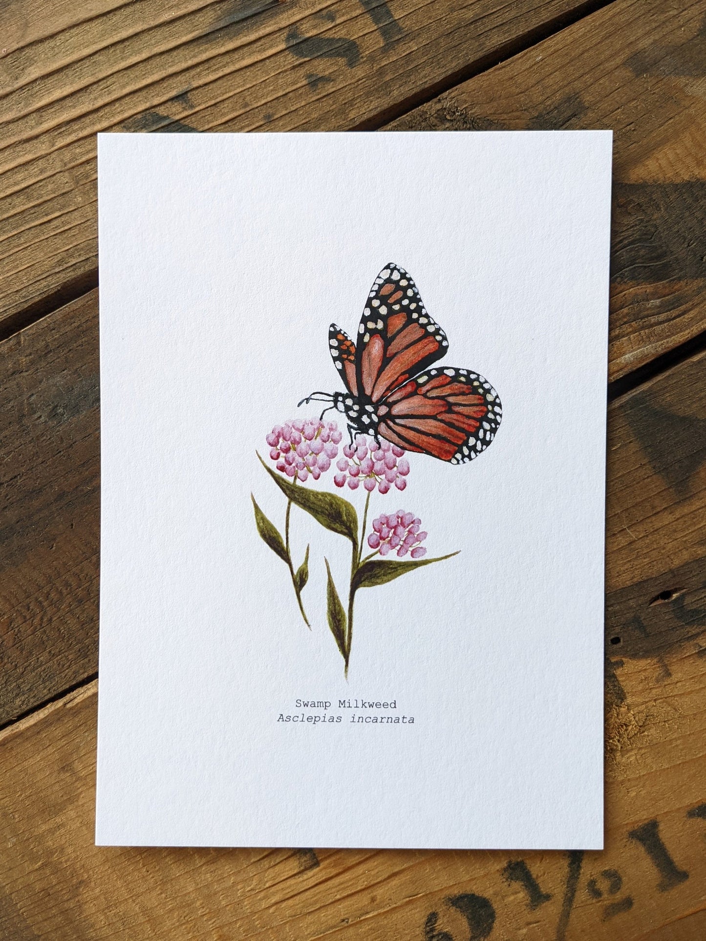 Swamp Milkweed Art Print